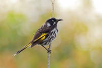 Medosavka zlutokridla - Phylidonyris novaehollandiae - New Holland Honeyeater o2266